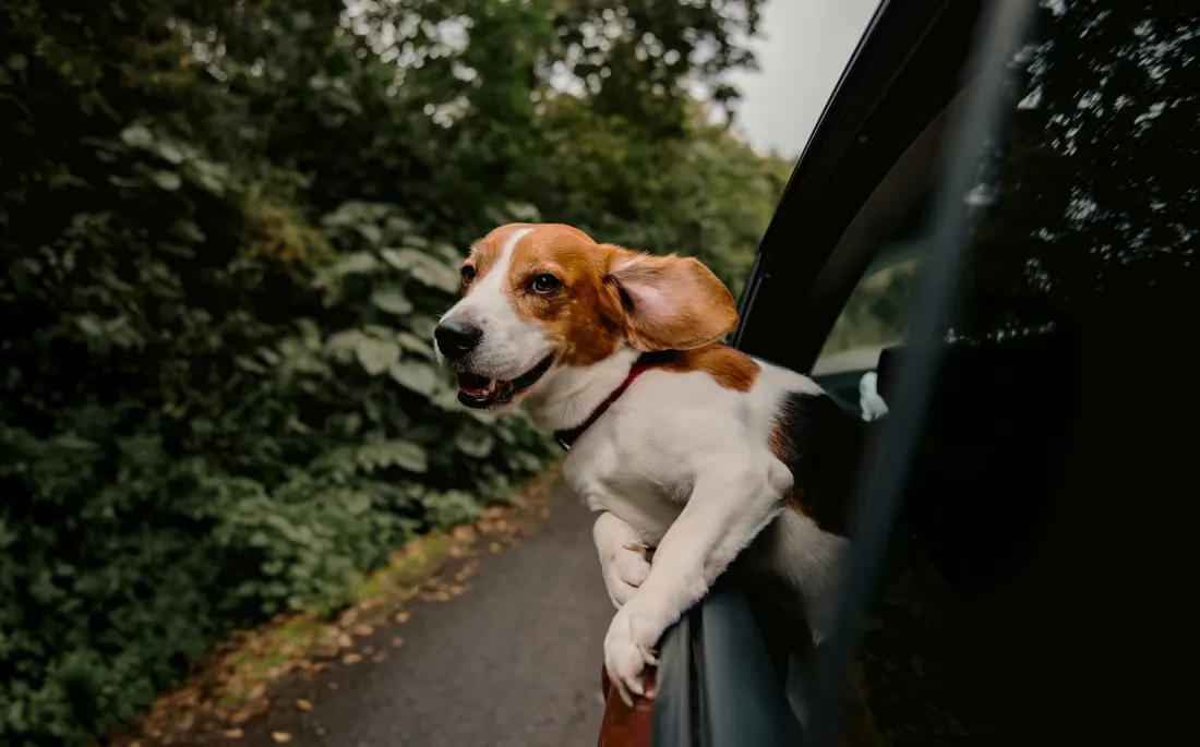 Beagle leaning out of a car window