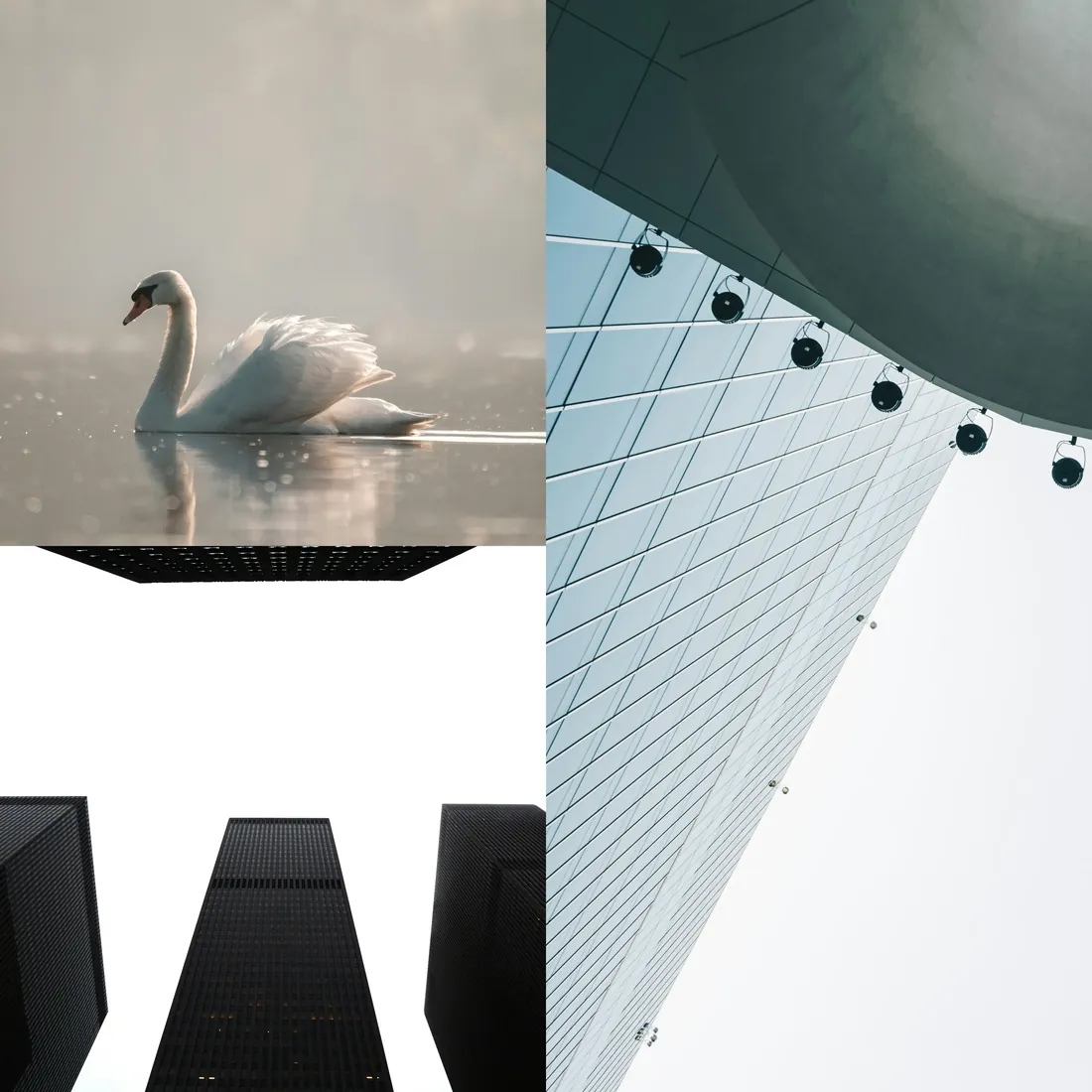Swan and modern architecture collage
